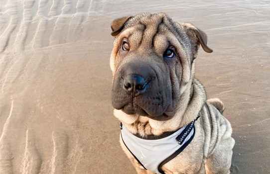 can dogs go on coney beach porthcawl