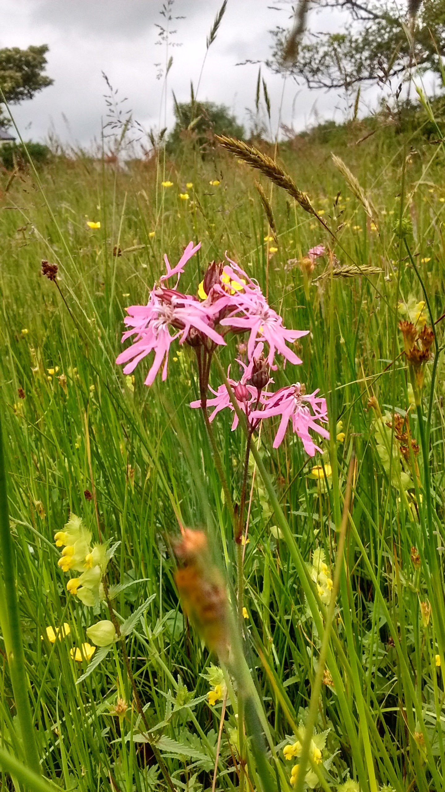 Ragged robin, yellow rattle, meadow buttercup and sweet vernal grass
